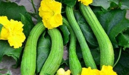 56吃瓜网 17草吃瓜网黑料爆料视频在线看